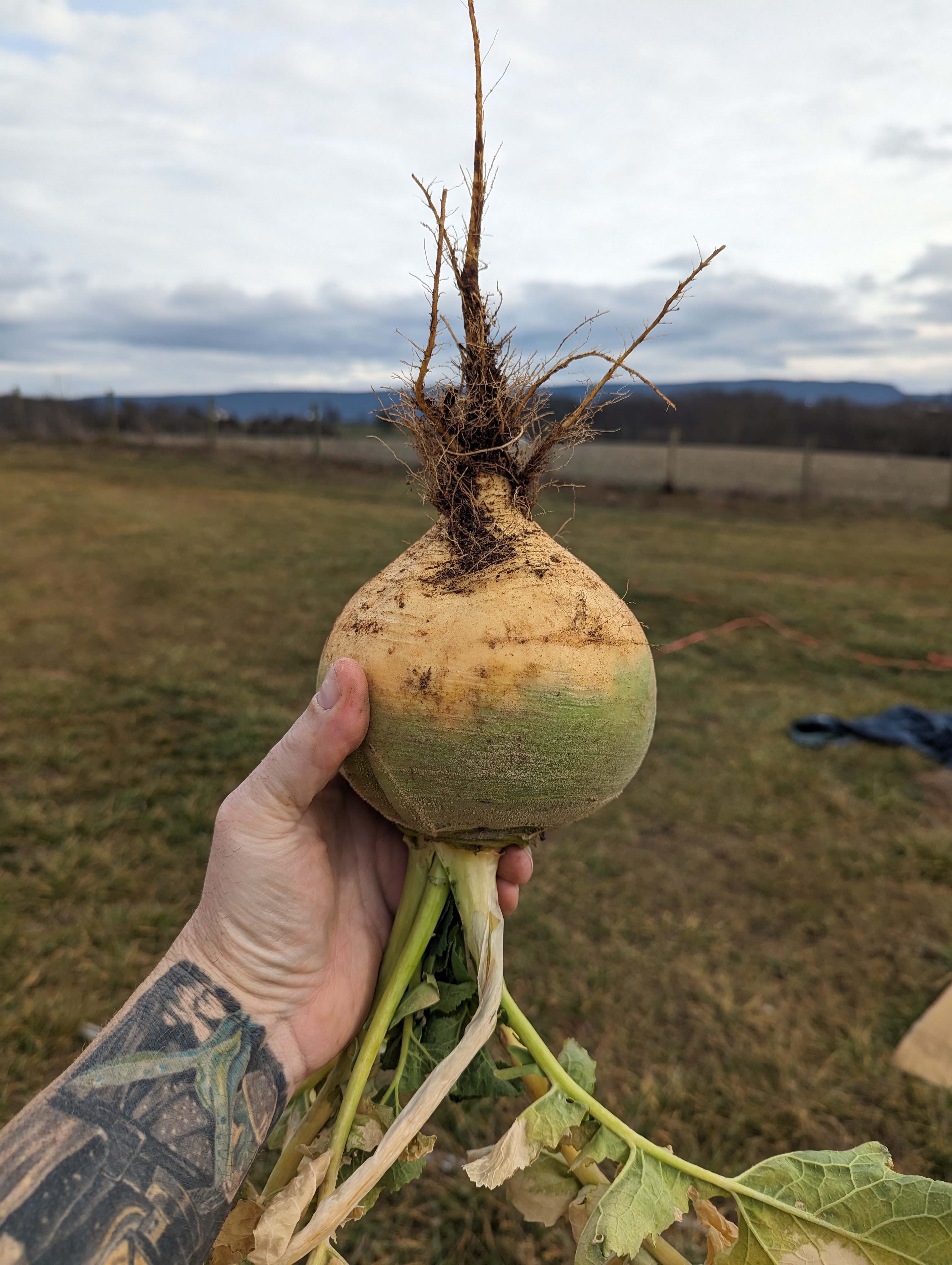 Rutabaga from Celestial Homestead - Shenandoah Valley