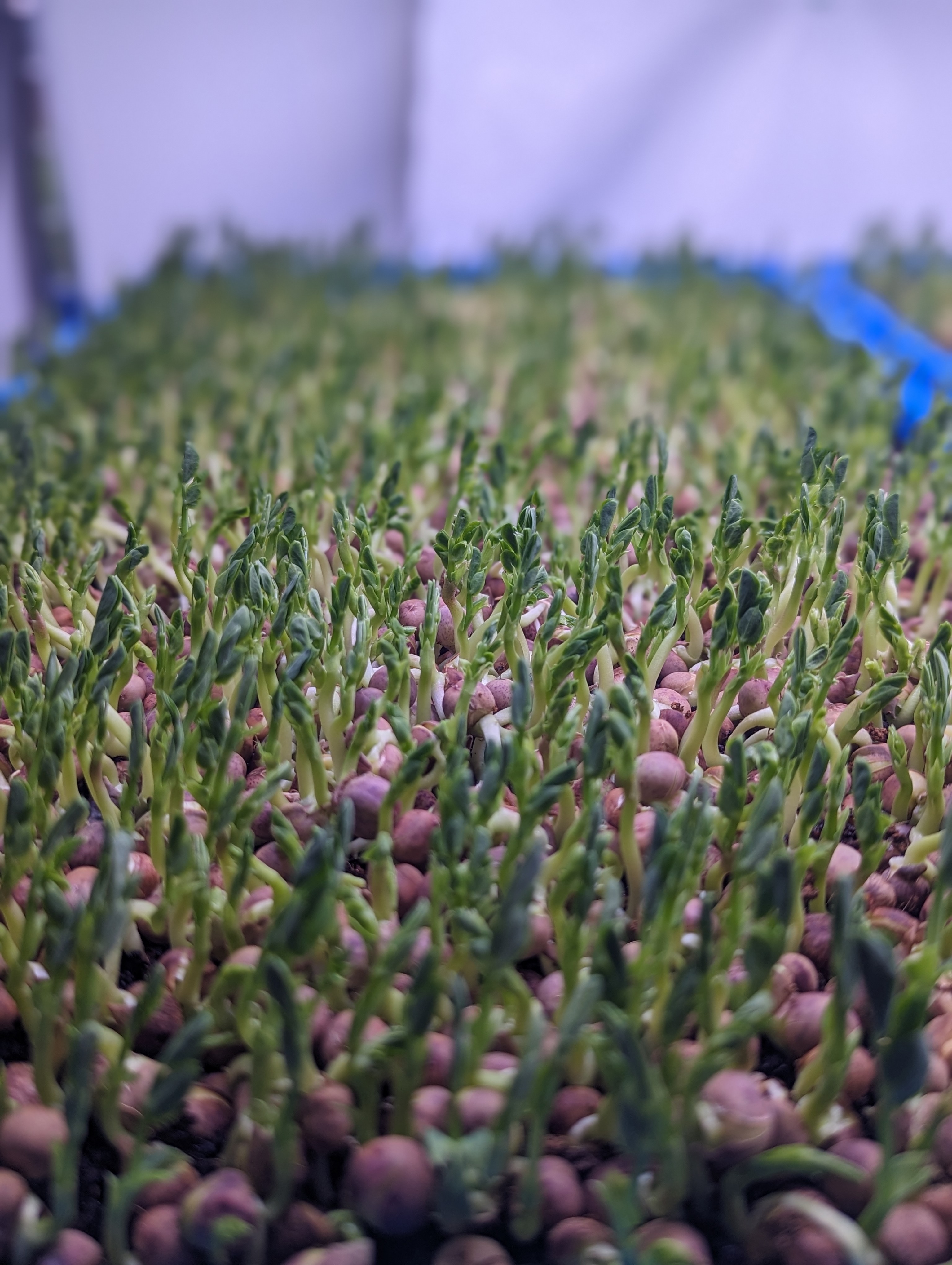 Organic Microgreens | Shenandoah Valley, Virginia | Celestial Homestead